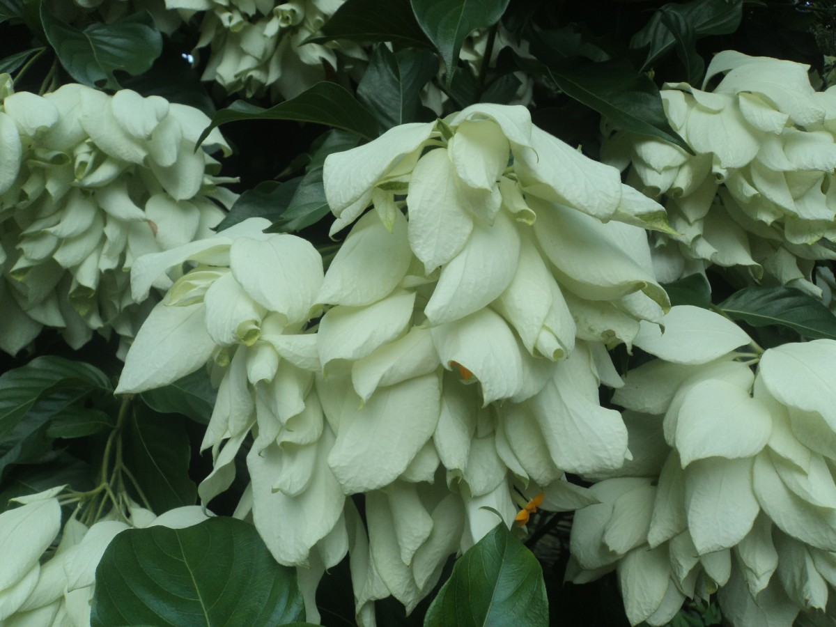 Mussaenda philippica A.Rich.